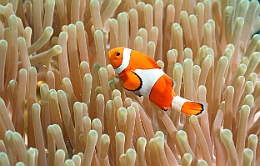 Sipadan_2015_Poisson Clown a trois bandes_Amphiprion ocellaris_IMG_3092_rc